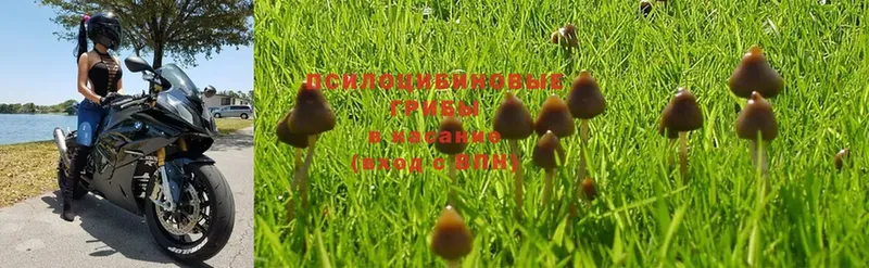 Псилоцибиновые грибы Psilocybine cubensis  Николаевск-на-Амуре 